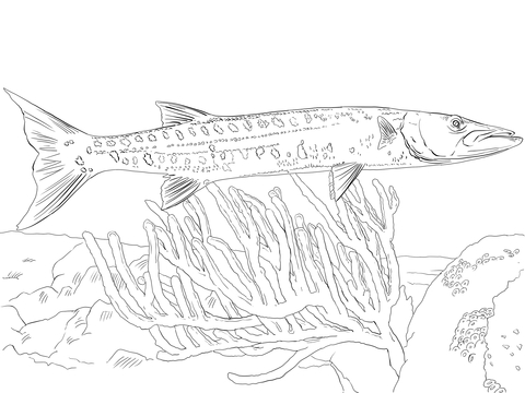 Great Barracuda Coloring Page